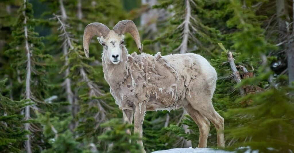 bighorn sheep shedding its fur