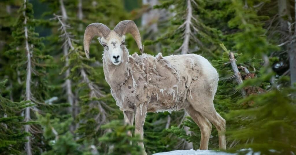 Discover the Largest Bighorn Sheep Ever Caught in Colorado