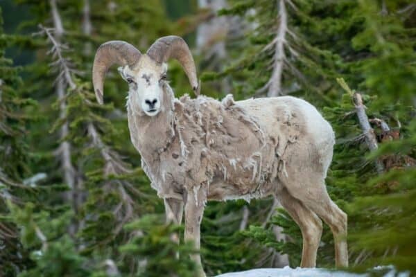 Bighorn sheep are natural shedders.