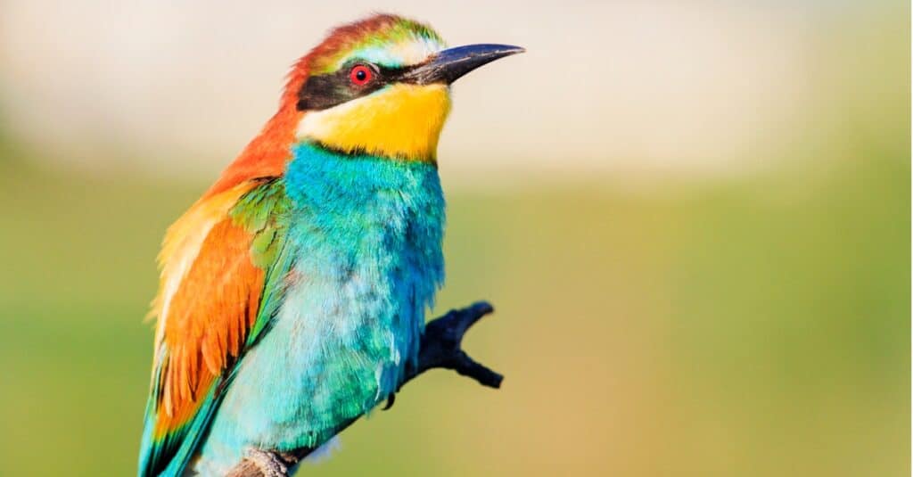 Colorful tropical birds with vibrant plumage perched on branches in a lush rainforest.