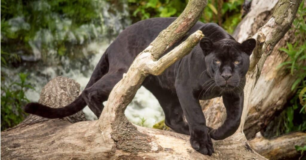 black panther animal hunting