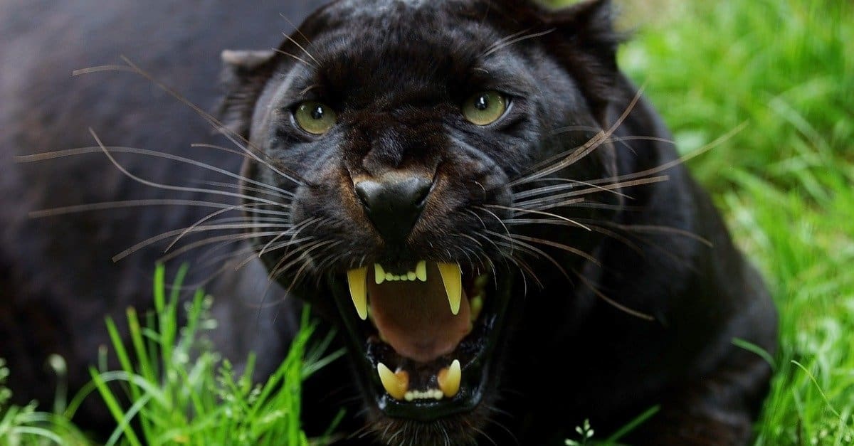 black jaguar roaring