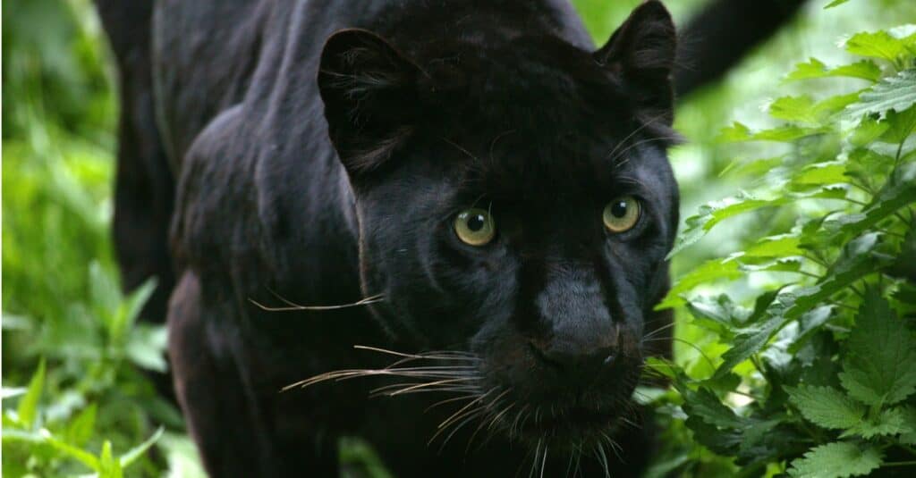 black jaguar habitat