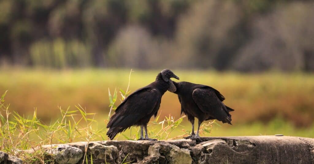 black vultures courting on a log