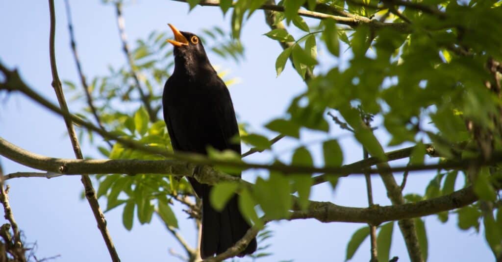 blackbird singing on tree