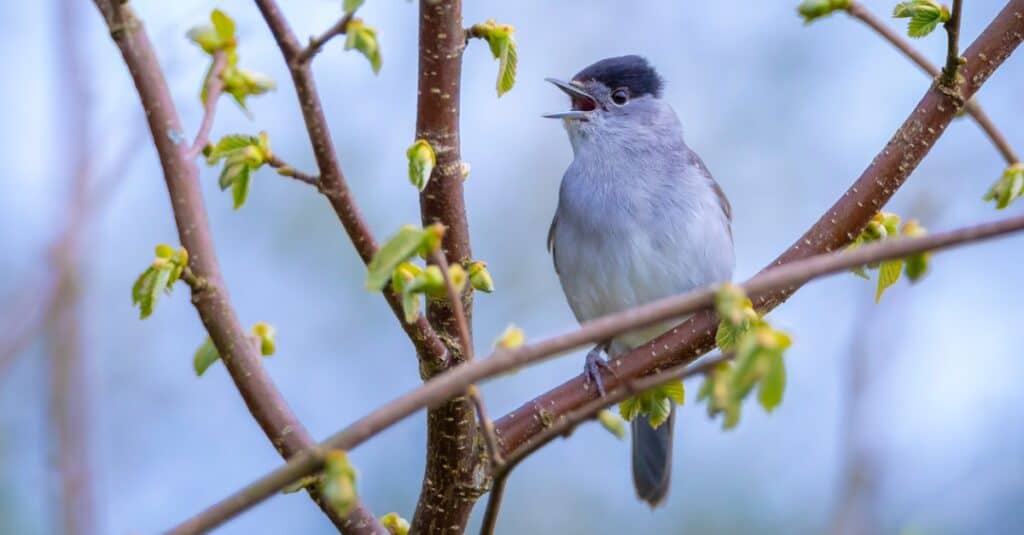 This image has an empty alt attribute; its file name is blackcap-1024x535.jpg