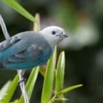 Blue-gray Tanager