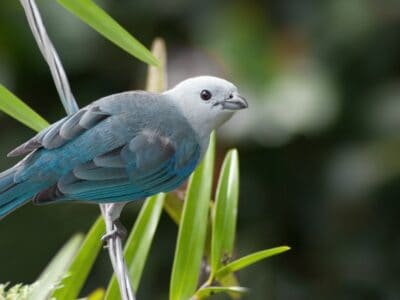 A Blue Tanager (Blue-Grey Tanager)