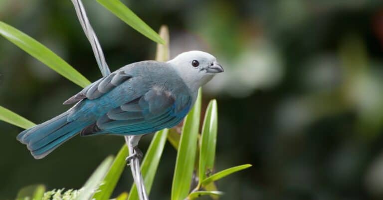 blue gray tanager sitting on a line