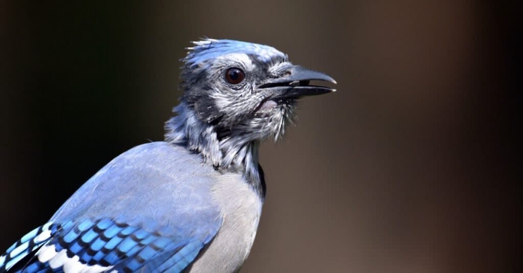 blue jay close up