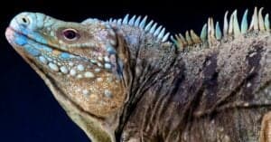 The 7 Biggest Iguanas in the World Picture