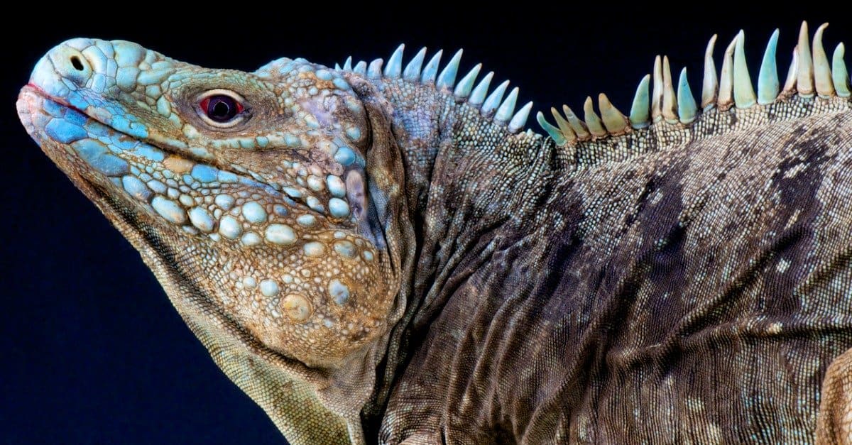 Largest iguanas - blue rock iguana