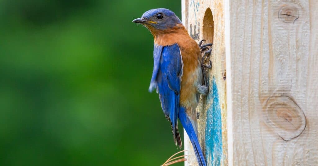 bluebird on post with hole