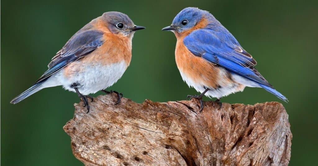 bluebirds perched, facing each other