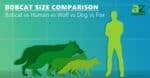 Bobcat Size Comparison: How Big are Bobcats? - IMP WORLD