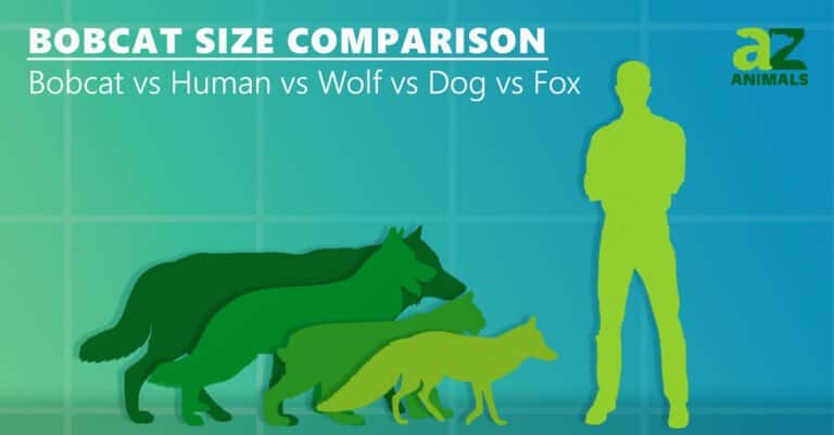 Bobcat Size Comparison - Bobcat vs. Human