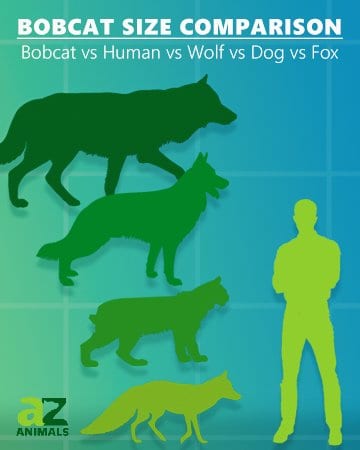 Bobcat Size Comparison - Bobcat vs Human and wolf