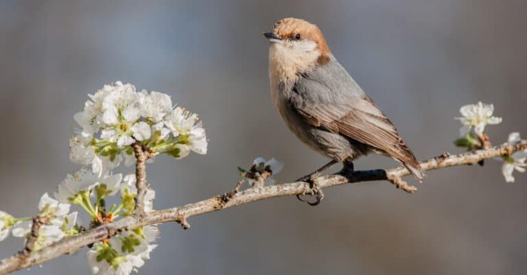 brown-headed nuthatch perched by flowers on small branch