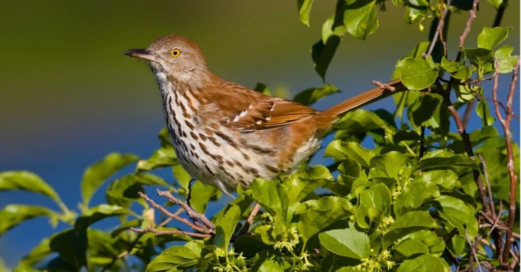 birds with beautiful songs: brown thrasher