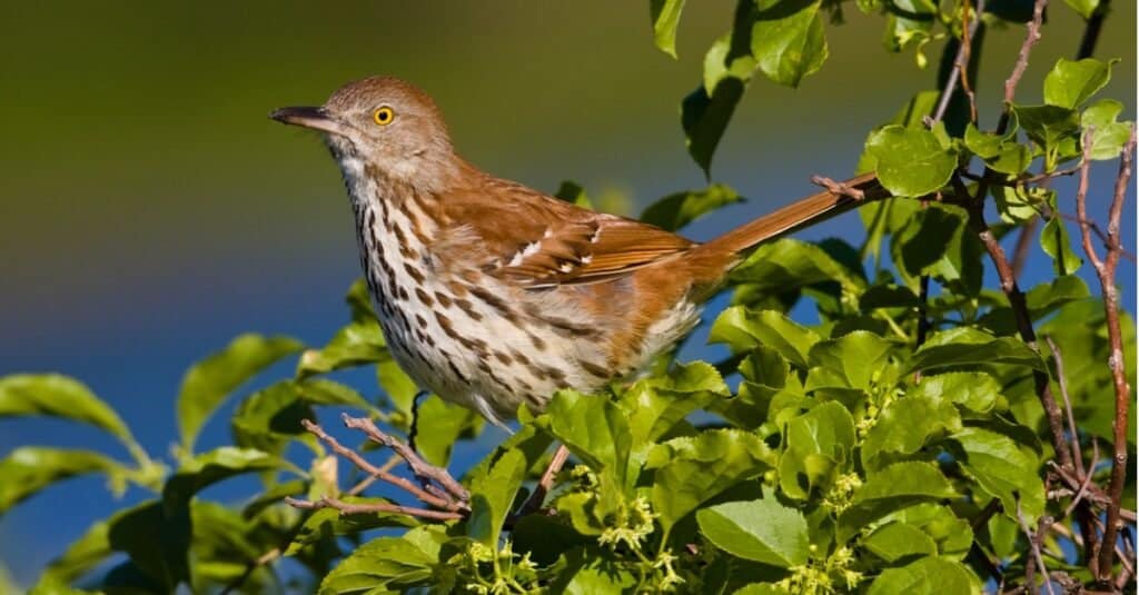 Though they don't devote themselves to a fruit diet, brown thrashers will eat a little grape jelly.