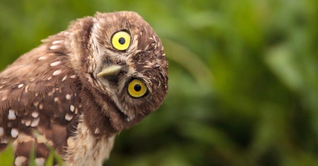 burrowing owl with head tilted to the side