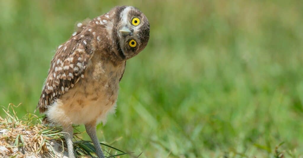 burrowing owl with head tilted to the side