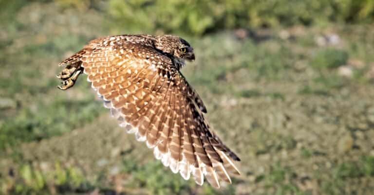 burrowing owl in flight