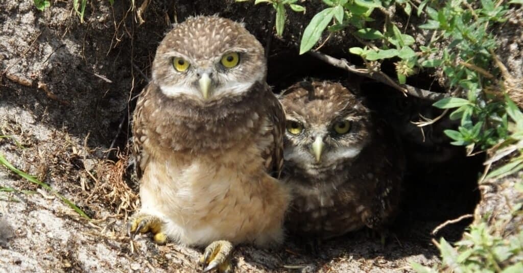 A pair of owls in their burrows. 