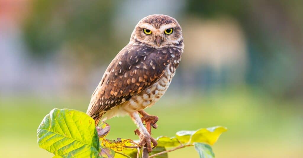 Burrowing owl perched on a twig with leaves