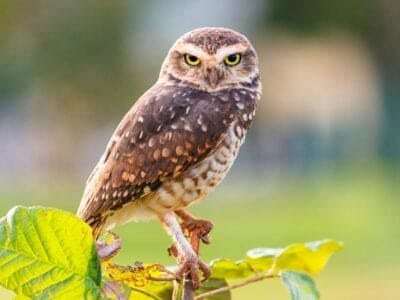 Burrowing Owl Picture