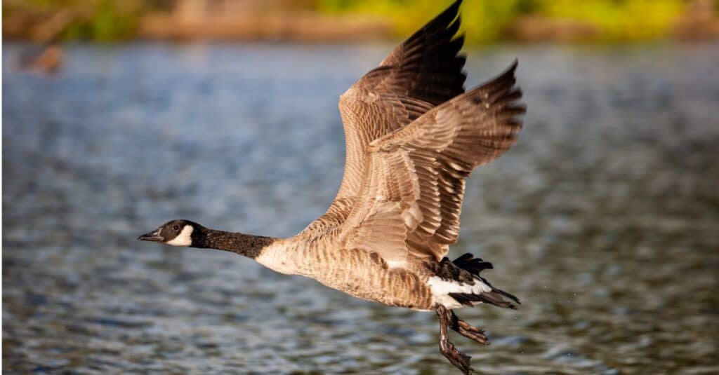 10 Fun Facts About the Canada Goose