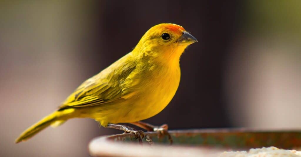 canary with blurred background