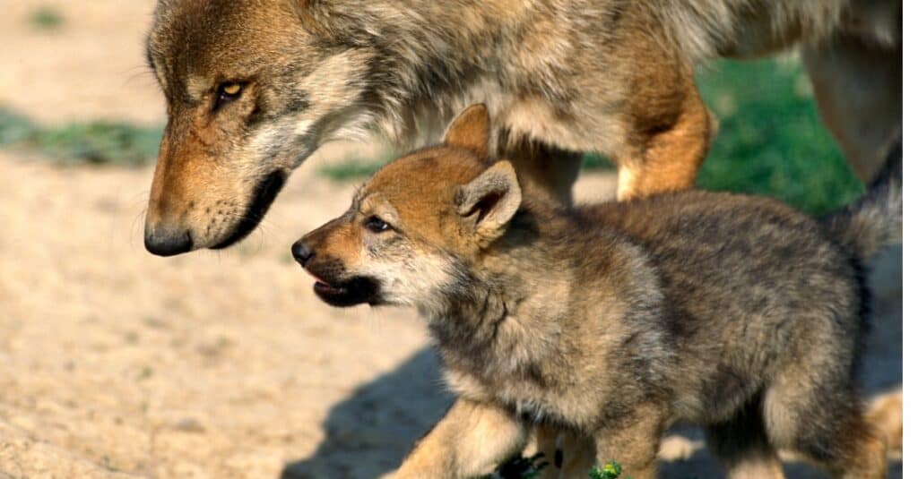 newborn gray wolf pups