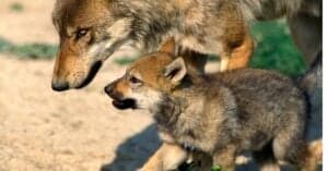 Triple Baby Wolves Baby Wolves: 7 Wolf Pup Pictures and 7 Facts - A-Z Animals