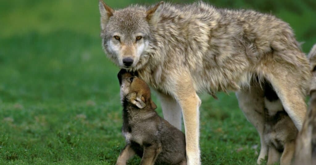 baby wolf animal