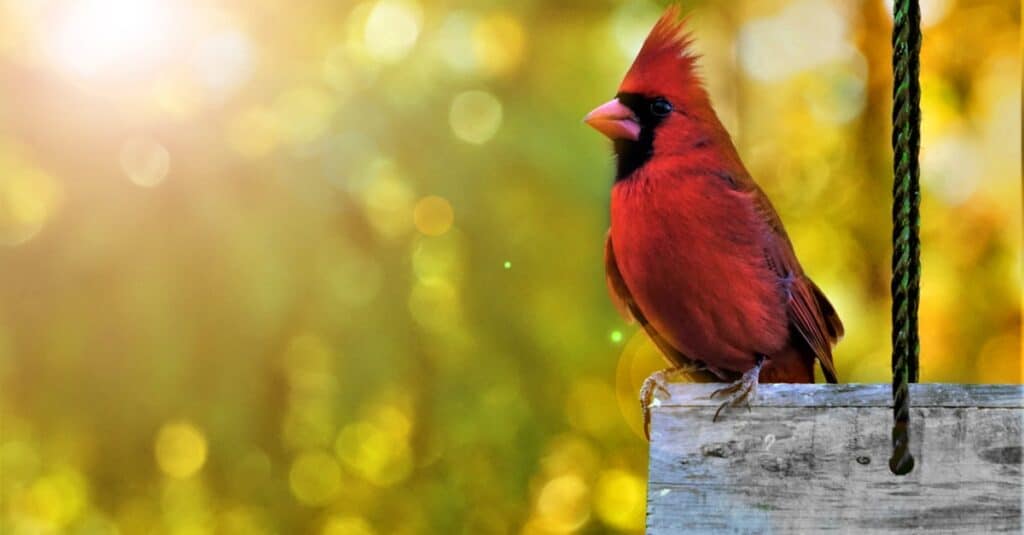 cardinal on birdfeeder 