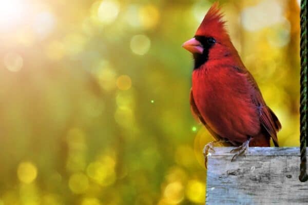 Cardinals are known for flying into glass windows and sliding doors. 