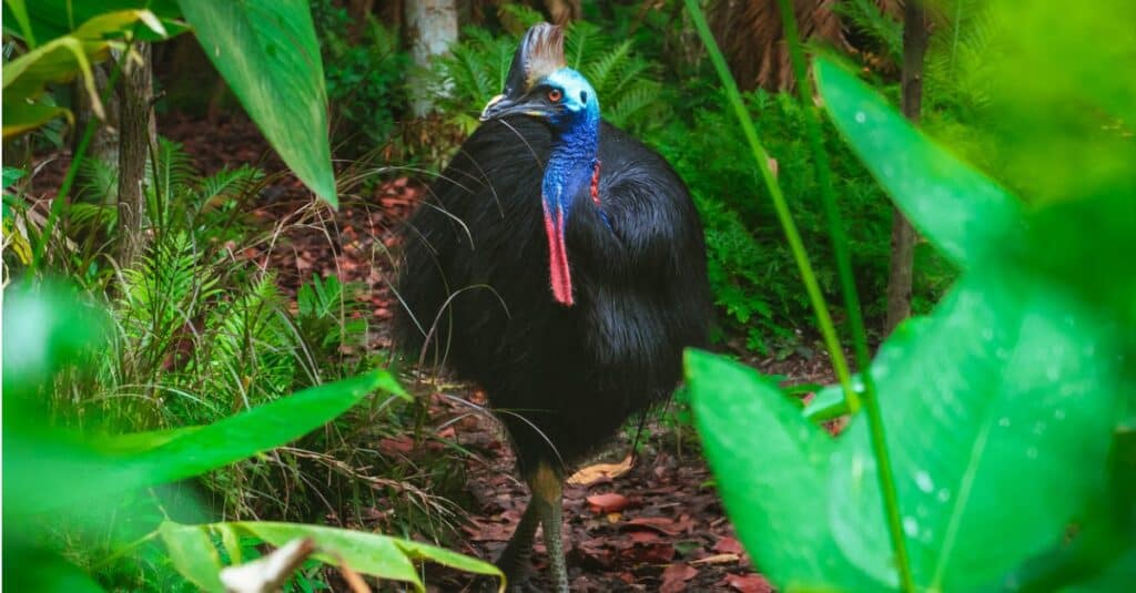 cassowary walking in the woods