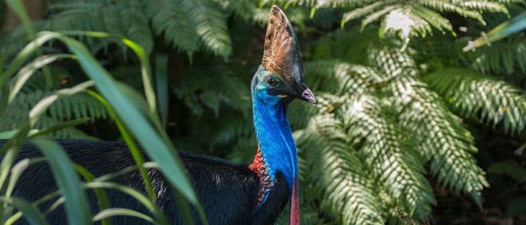 cassowary close up, side-view