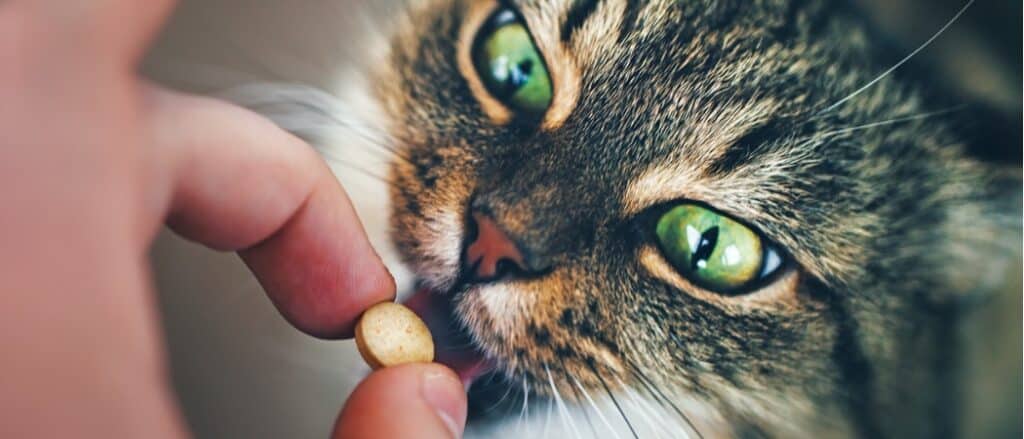 cat taking a pill