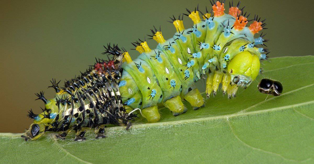 caterpillar shedding its exoskeleton