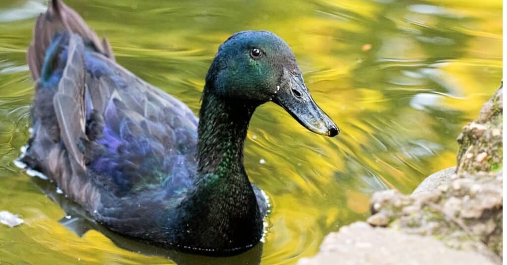 Cayuga duck