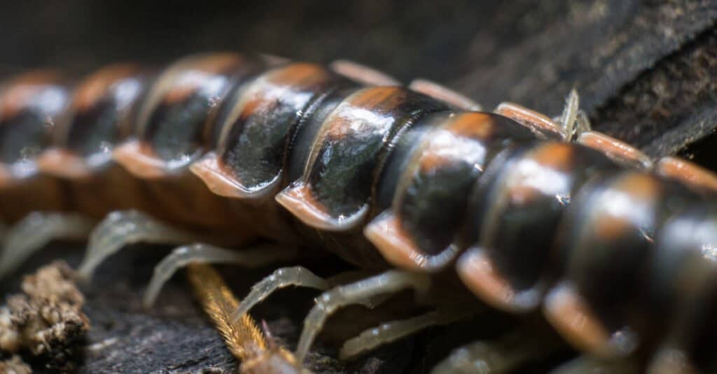 Biggest centipede - a close up on the legs of centipedes