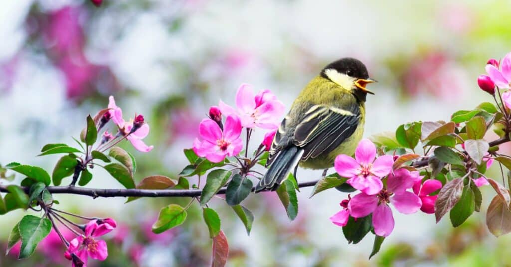 chickadee sitting on branch with pink flowers