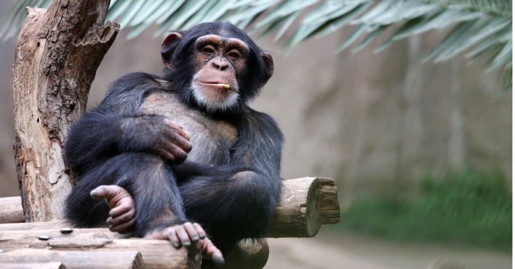 animals that eat their young: chimpanzee