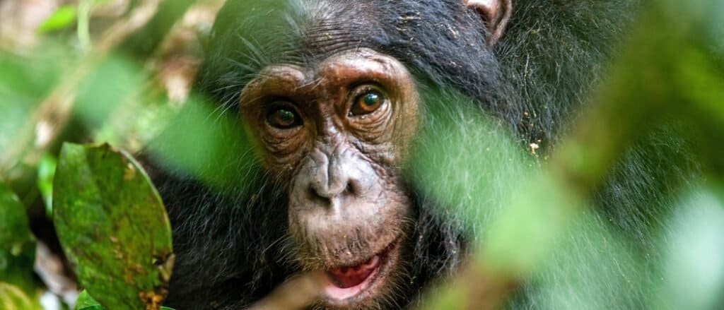 close up of a chimpanzee