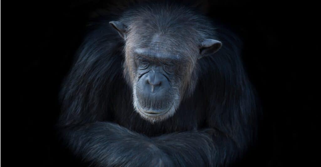 Chimpanzee lifespan - older chimpanzee