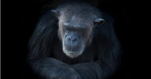 Discover The Oldest Chimpanzee Ever Recorded Picture