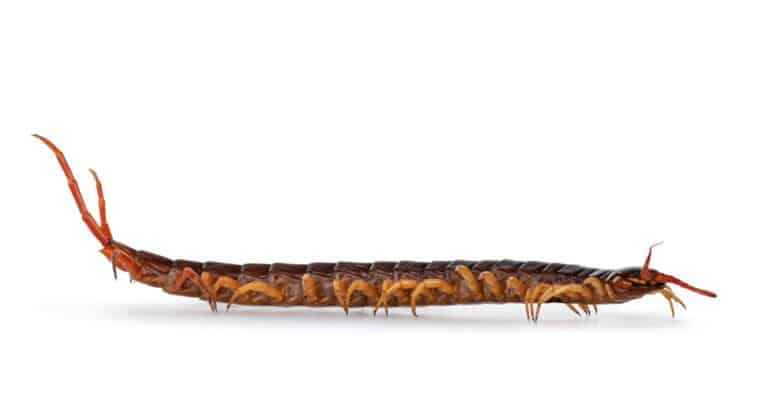 10 Biggest Centipedes - Chinese Red-Headed Centipede