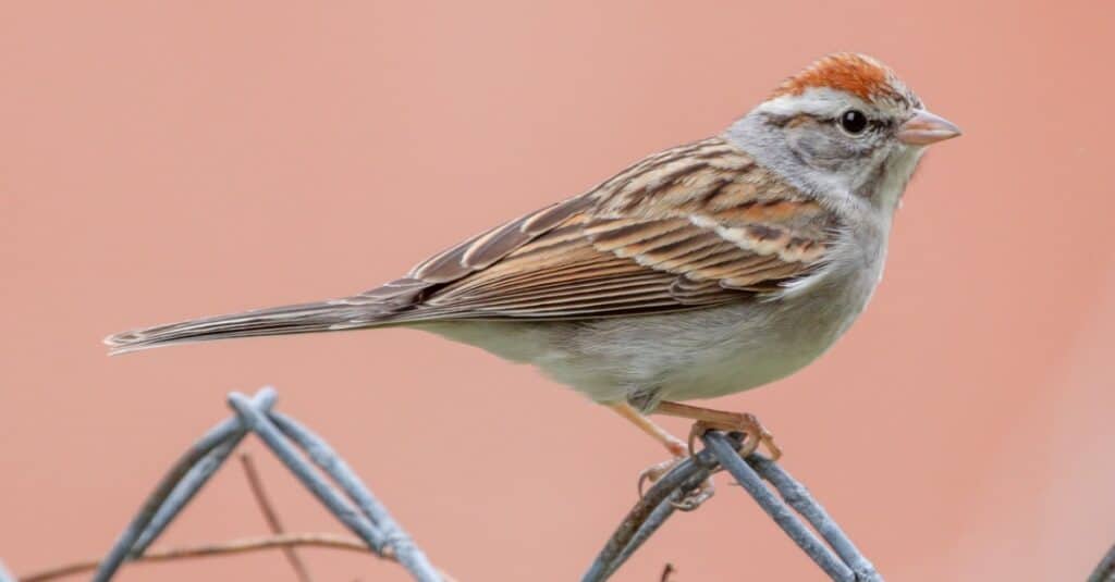 chipping sparrow with peach colored background